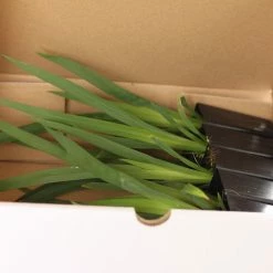 Shrubs Full Sun Dietes Iridioides