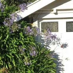 Shrubs Agapanthus Orientalis Blue