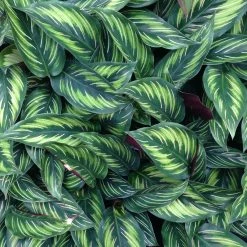 Indoor Garden Calathea Beauty Star Pet-friendly Indoor Plants