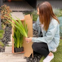 Shrubs Full Sun Neomarica Gracilis 'Walking Iris'