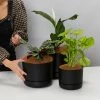 Indoor Garden Mr Kitly 3 Plants & 3 Assorted Sized Pots Plant Packs