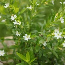 Hedge Shrubs Cuphea Hyssopifolia White