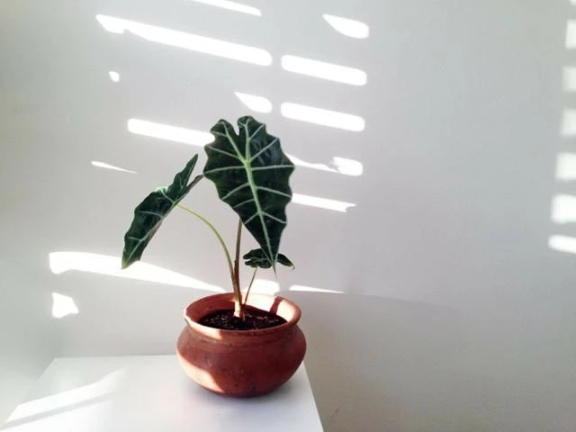 Indoor Garden Alocasias Alocasia Lowii 'Polly Amazonica' 6 Indoor Garden Alocasias Alocasia Lowii 'Polly Amazonica'