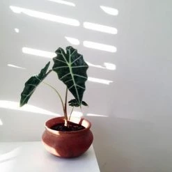 Indoor Garden Alocasias Alocasia Lowii 'Polly Amazonica' - 85mm