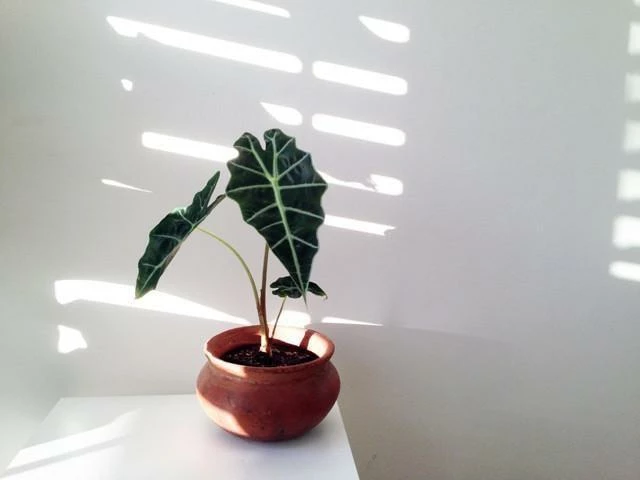 Indoor Garden Alocasias Alocasia Lowii 'Polly Amazonica' - 85mm 3 Indoor Garden Alocasias Alocasia Lowii 'Polly Amazonica' - 85mm