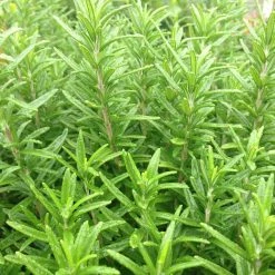 Hedge Shrubs Rosemary Rosmarinus Officinalis