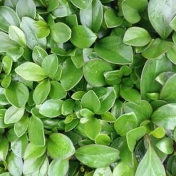 Indoor Garden Cacti & Succulents Peperomia Clusiifolia Red Edge