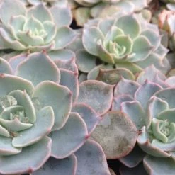 Succulents Plant Packs Echeveria Assorted Pack