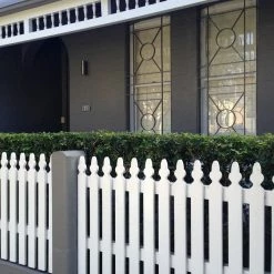 Shrubs Hedging Plants Murraya Paniculata Mock Orange