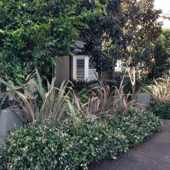 Shrubs Variegated Star Jasmine Full Sun