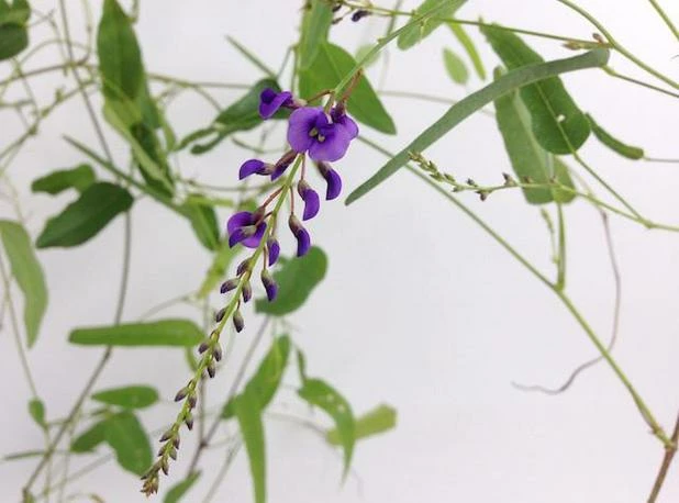 Shrubs Hardenbergia Violacea Purple Spray Full Sun 4 Shrubs Hardenbergia Violacea Purple Spray Full Sun