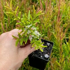Shrubs Hedging Plants Austromyrtus Dulcis Copper Tops Native Hedging Pack