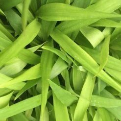 Shrubs Cordyline Stricta Full Sun