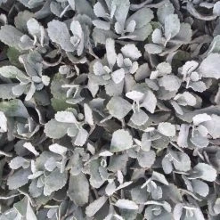 Succulents Full Sun Kalanchoe Pumila ‘Quicksilver'