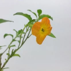 Shrubs Streptosolen (Browallia) Jamesonii Nana (dwarf)