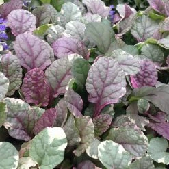 Shrubs Ajuga Reptans Burgundy Lace Full Sun 12 Shrubs Ajuga Reptans Burgundy Lace Full Sun