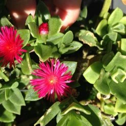 Succulents Aptenia Cordifolia Full Sun