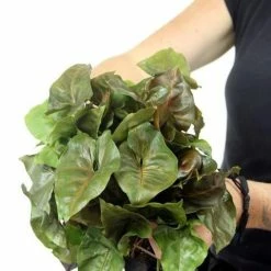 Indoor Garden Syngonium Podophyllum Bronze