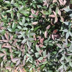 Ozbreed Nandina Domestica Flirt™ ‘MURASAKI’ Pbr Shrubs