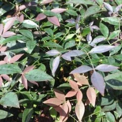 Ozbreed Nandina Domestica Flirt™ ‘MURASAKI’ Pbr Shrubs
