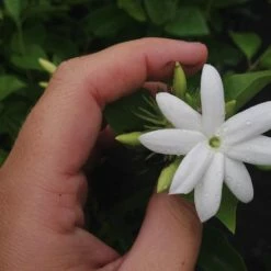 Shrubs Jasminum Sambac "Arabian Jasmine" Full Sun