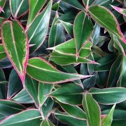 Indoor Garden Aglaonema Siam Aurora