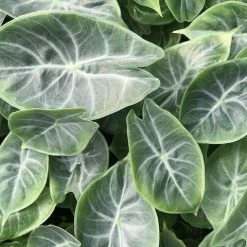 Indoor Garden Alocasia Ivory Coast