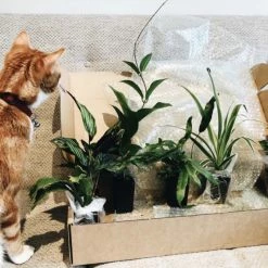 Indoor Garden Cat-Friendly Indoor Plant Pack 🐈