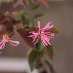 Hedge Loropetalum Chinense "China Pink" Shrubs