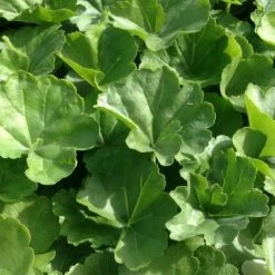 Shrubs Geranium Nano White