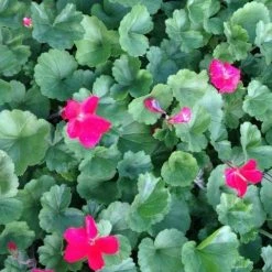 Shrubs Geranium Nano Red