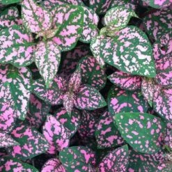 Shrubs Hypoestes Confetti Compact Rose 8 Shrubs Hypoestes Confetti Compact Rose