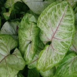 Indoor Garden Syngonium Golden Illusion - 85mm