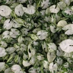 Indoor Garden Syngonium Pixie Mini Syngoniums