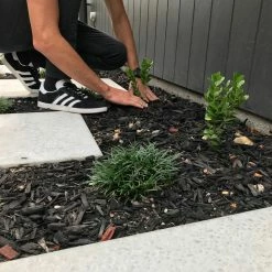 Hedge Carissa Grandiflora 'Desert Star' 16 Hedge Carissa Grandiflora 'Desert Star'