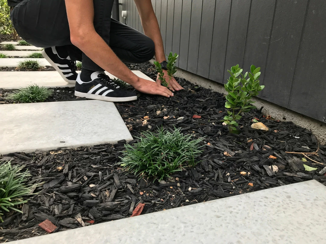Hedge Carissa Grandiflora 'Desert Star' 8 Hedge Carissa Grandiflora 'Desert Star'