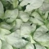 Indoor Garden Syngoniums Syngonium Moonshine