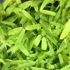 Shrubs Thysanolaena Maxima Tiger Grass