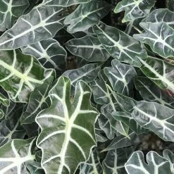 Indoor Garden Alocasias Alocasia Lowii 'Polly Amazonica' - 85mm