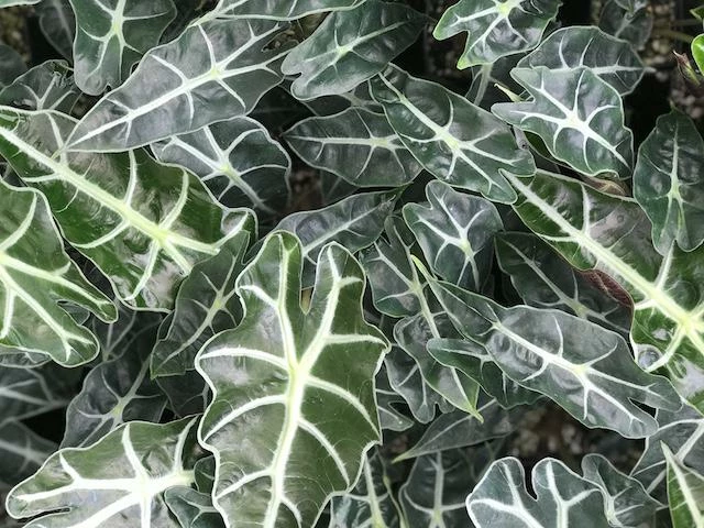 Indoor Garden Alocasias Alocasia Lowii 'Polly Amazonica' - 85mm 4 Indoor Garden Alocasias Alocasia Lowii 'Polly Amazonica' - 85mm