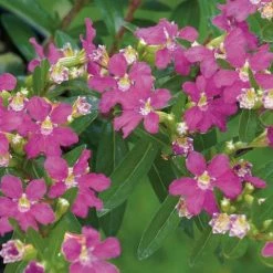 Hedge Cuphea Hyssopifolia Jocelyns Pink