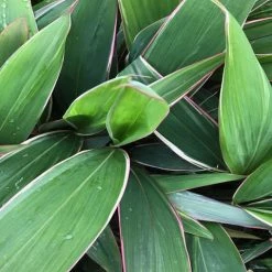 Shrubs Cordyline Pink Diamond