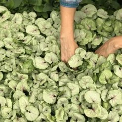 Indoor Garden Ground Covers Syngonium Podophyllum Roxana