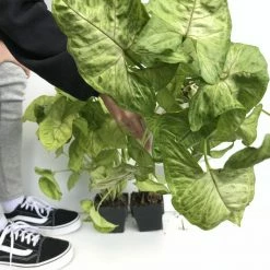 Indoor Garden Syngonium Golden Illusion - 85mm