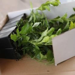 Hedge Duranta Repens 'Geisha Girl' Shrubs