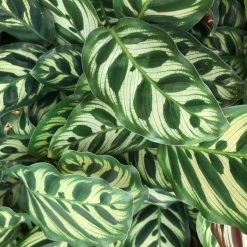 Indoor Garden Calathea Makoyana Pet-friendly Indoor Plants 11 Indoor Garden Calathea Makoyana Pet-friendly Indoor Plants