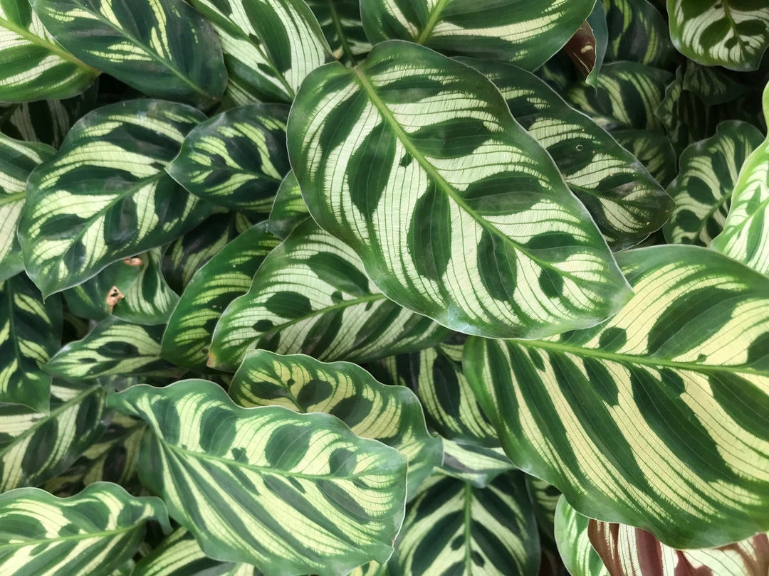Indoor Garden Calathea Makoyana Pet-friendly Indoor Plants 5 Indoor Garden Calathea Makoyana Pet-friendly Indoor Plants