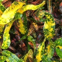 Shrubs Croton Bush On Fire 10 Shrubs Croton Bush On Fire