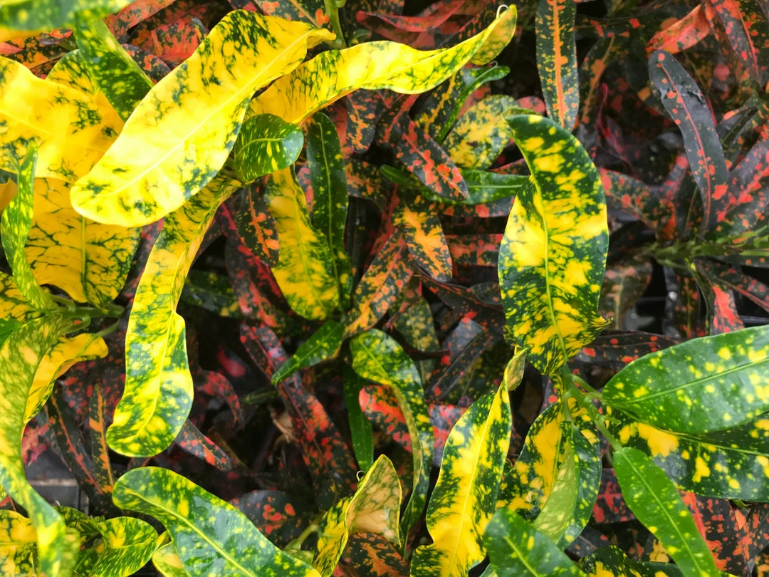 Shrubs Croton Bush On Fire 6 Shrubs Croton Bush On Fire