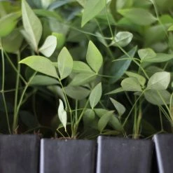Hedge Nandina Domestica